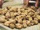 Al via il bando per la salvaguardia del tartufo bianco pregiato