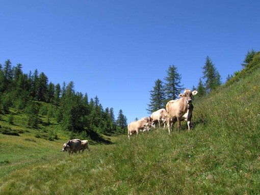 L'allarme di Coldiretti: &quot;Caldo torrido e assenza di precipitazioni mettono a rischio gli animali in alpeggio&quot;