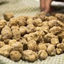 Al via il bando per la salvaguardia del tartufo bianco pregiato