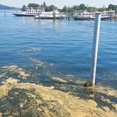 Lago Maggiore, le strie gialle davanti ad Arona non sono alghe tossiche Lago Maggiore, le strie gialle davanti ad Arona non sono alghe tossiche