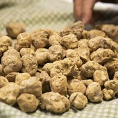 Al via il bando per la salvaguardia del tartufo bianco pregiato