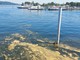 Lago Maggiore, le strie gialle davanti ad Arona non sono alghe tossiche Lago Maggiore, le strie gialle davanti ad Arona non sono alghe tossiche
