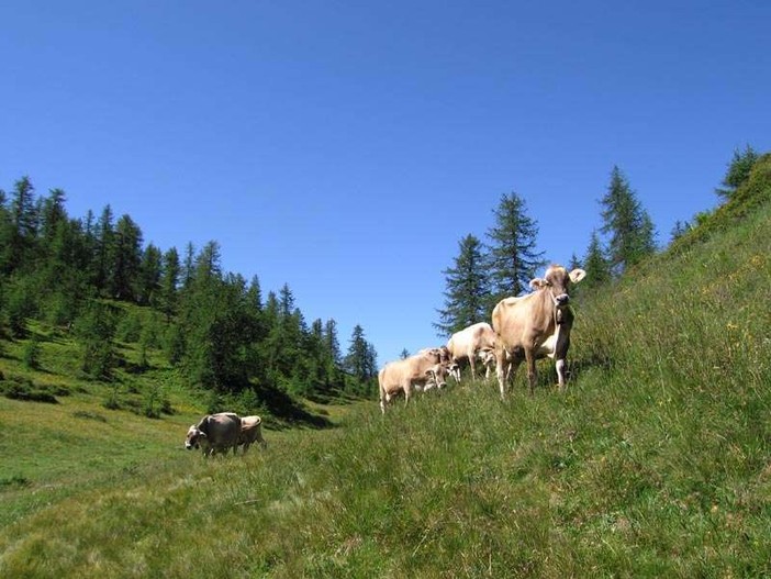 L'allarme di Coldiretti: &quot;Caldo torrido e assenza di precipitazioni mettono a rischio gli animali in alpeggio&quot;