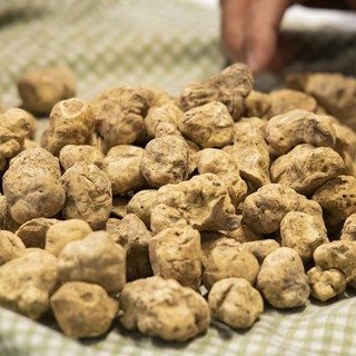 Al via il bando per la salvaguardia del tartufo bianco pregiato