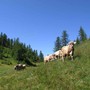L'allarme di Coldiretti: &quot;Caldo torrido e assenza di precipitazioni mettono a rischio gli animali in alpeggio&quot;