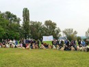 Arona: oltre 80 Golden Retriever in città per l'annuale passeggiata di gruppo