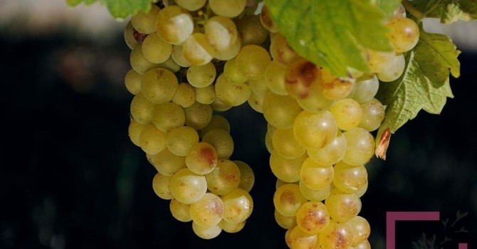 Moscato, Coldiretti Piemonte: “No all’abbassamento delle rese sotto gli 85 quintali per ettaro”
