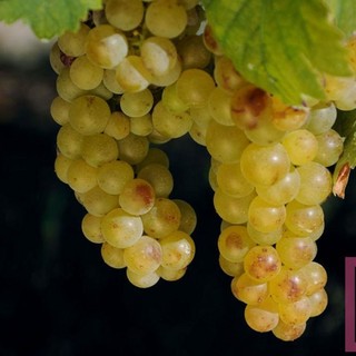 Moscato, Coldiretti Piemonte: “No all’abbassamento delle rese sotto gli 85 quintali per ettaro”