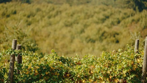 Filiera corta in Piemonte: cooperazione, filiere e un territorio da raccontare Filiera corta in Piemonte: cooperazione, filiere e un territorio da raccontare