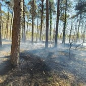 Incendio al Bosco Solivo: in corso operazioni di contenimento e bonifica