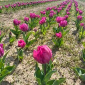 Tulipasì 2026: il primo campo di tulipani interattivo in Italia apre a Cameri