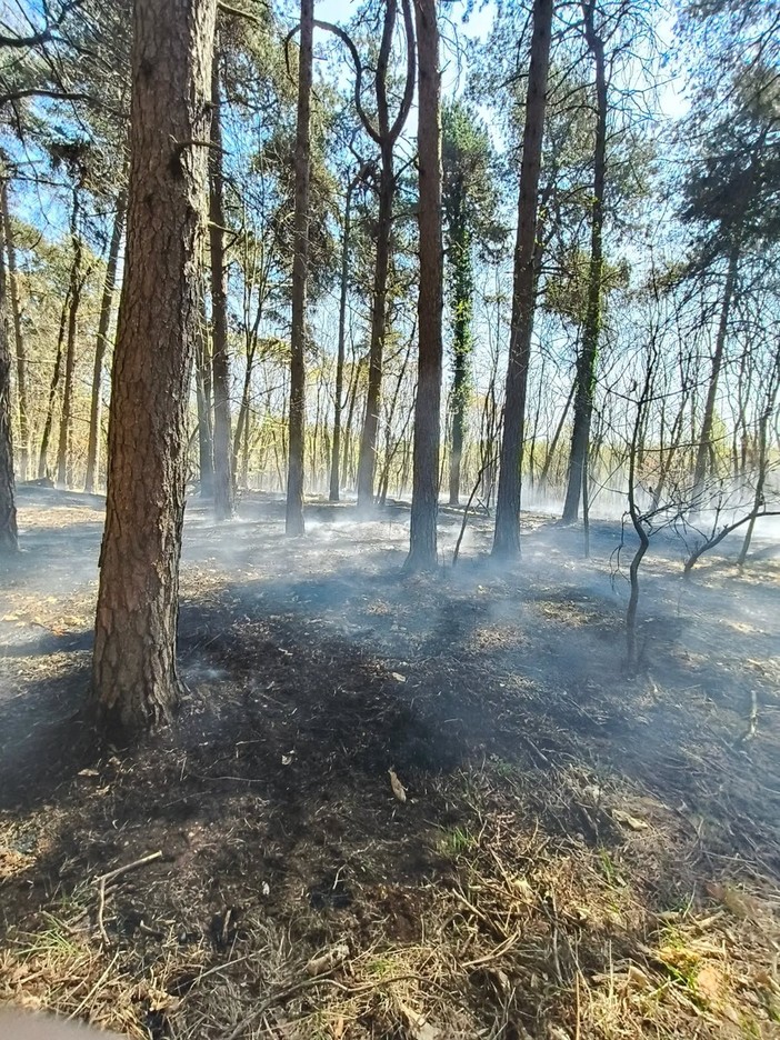Incendio al Bosco Solivo: in corso operazioni di contenimento e bonifica