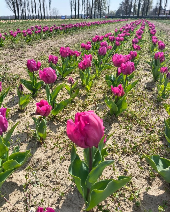 Tulipasì 2026: il primo campo di tulipani interattivo in Italia apre a Cameri Tulipasì 2026: il primo campo di tulipani interattivo in Italia apre a Cameri