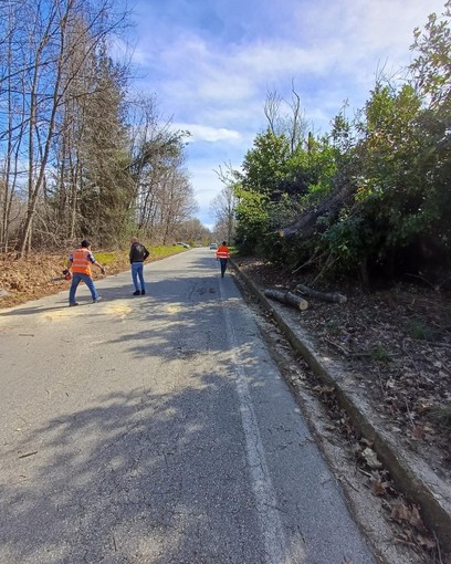 Forte vento nel Novarese: alberi caduti, pali abbattuti e tetti scoperchiati, numerosi interventi sulle provinciali