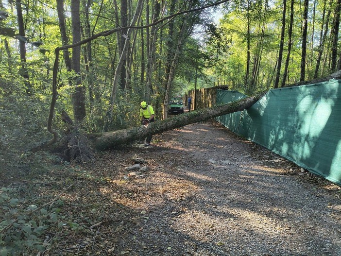 Pianta cade sulla pista ciclopedonale, interviene l'Aib di Gozzano