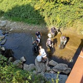 Siccità nel Novarese, volontari in campo per salvare i pesci nei torrenti
