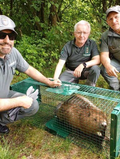 Castoro europeo salvato dalla Polizia Provinciale in un canale nel Novarese VIDEO