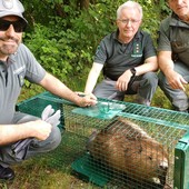 Castoro europeo salvato dalla Polizia Provinciale in un canale nel Novarese VIDEO Castoro europeo salvato dalla Polizia Provinciale in un canale nel Novarese VIDEO