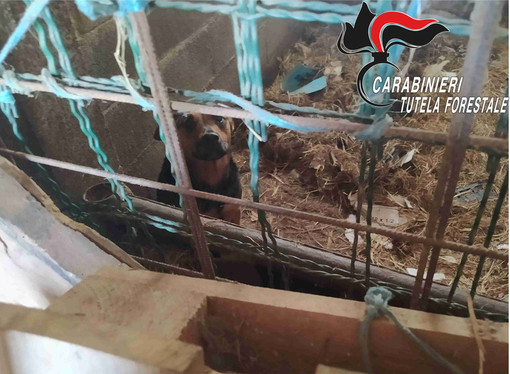 Dal Nord Ovest. Sporchi, al buio e denutriti: 16 cani salvati dai Carabinieri
