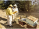 Coldiretti Novara-Vco: i cambiamenti climatici mettono a rischio la produzione di miele