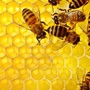 Trecate celebra la giornata mondiale delle api