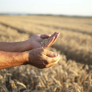 Coldiretti Piemonte, coltiva Italia: riconosciuta la strategicità della nostra agricoltura