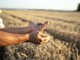 Coldiretti Piemonte, coltiva Italia: riconosciuta la strategicità della nostra agricoltura