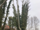 La provincia ha avviato le potature degli alberi nelle sedi degli istituti scolastici di Novara