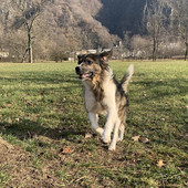 Animali da compagnia, nuovi fondi regionali per i comuni del Novarese