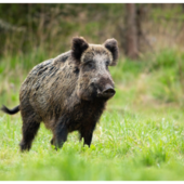 In Piemonte nel 2025 sono stati eradicati 26.456 cinghiali