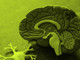 Cervello e dintorni: Alla scoperta dei segreti per una mente sana