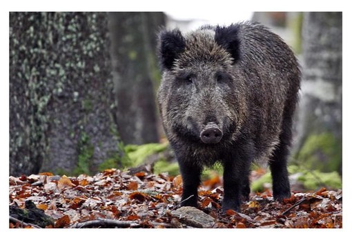 Attività di controllo della fauna selvatica: l'incontro tra province e Regione sulla modifica della normativa nazionale