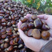 Le castagne simbolo autunnale