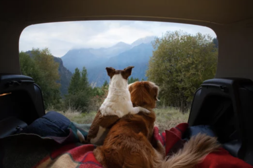 Più facile viaggiare all'estero con il proprio cane: l'idea della Regione Piemonte