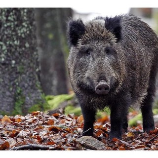 Attività di controllo della fauna selvatica: l'incontro tra province e Regione sulla modifica della normativa nazionale