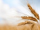 Invasione di grano canadese in Italia: allarme Coldiretti per il rischio di danni al settore agricolo Invasione di grano canadese in Italia: allarme Coldiretti per il rischio di danni al settore agricolo