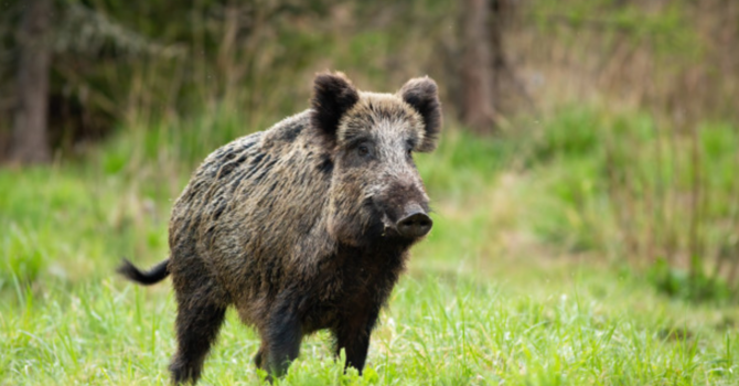 In Piemonte nel 2025 sono stati eradicati 26.456 cinghiali In Piemonte nel 2025 sono stati eradicati 26.456 cinghiali