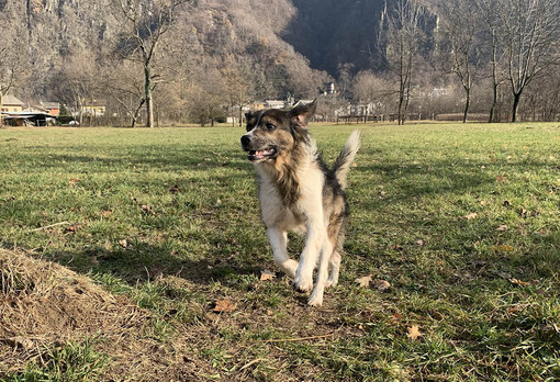 Animali da compagnia, nuovi fondi regionali per i comuni del Novarese Animali da compagnia, nuovi fondi regionali per i comuni del Novarese