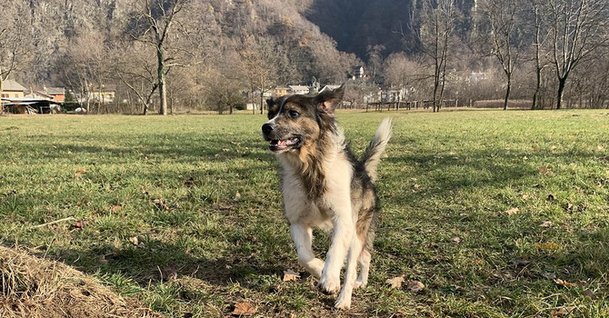 Animali da compagnia, nuovi fondi regionali per i comuni del Novarese