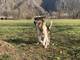 Animali da compagnia, nuovi fondi regionali per i comuni del Novarese Animali da compagnia, nuovi fondi regionali per i comuni del Novarese