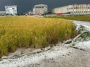 Novarese, grandinata devastante: risaie distrutte Novarese, grandinata devastante: risaie distrutte