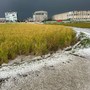 Novarese, grandinata devastante: risaie distrutte