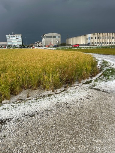Novarese, grandinata devastante: risaie distrutte