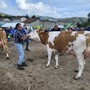Successo per la 67ª Fiera Zootecnica di Armeno: la Pezzata Rossa dell’azienda Brugi Lavarini è la regina del 2026 Successo per la 67ª Fiera Zootecnica di Armeno: la Pezzata Rossa dell’azienda Brugi Lavarini è la regina del 2026