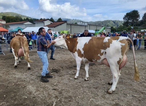 Successo per la 67ª Fiera Zootecnica di Armeno: la Pezzata Rossa dell’azienda Brugi Lavarini è la regina del 2026 Successo per la 67ª Fiera Zootecnica di Armeno: la Pezzata Rossa dell’azienda Brugi Lavarini è la regina del 2026