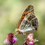 Nasce l'Atlante delle farfalle del Parco del Ticino