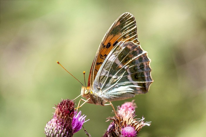 Nasce l'Atlante delle farfalle del Parco del Ticino Nasce l'Atlante delle farfalle del Parco del Ticino
