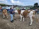 Successo per la 67ª Fiera Zootecnica di Armeno: la Pezzata Rossa dell’azienda Brugi Lavarini è la regina del 2026