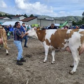 Successo per la 67ª Fiera Zootecnica di Armeno: la Pezzata Rossa dell’azienda Brugi Lavarini è la regina del 2026