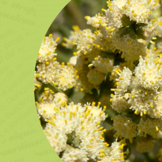 Flora Alloctona: la sfida delle specie vegetali aliene al Circolo dei Lettori